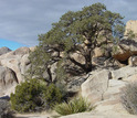 Pinyon tree on a rocky mountain